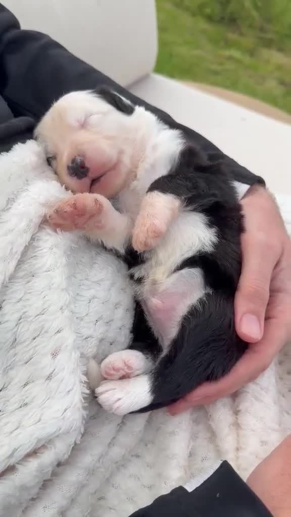 Old English Sheepdog dogs for sale: KC Registered Old English Sheepdog puppies in Cowbridge - Video 1