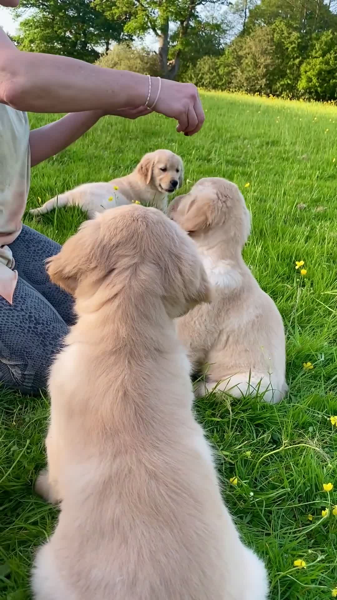 Golden Retriever dogs for sale: 🐾 Truly special Puppies - Video 1