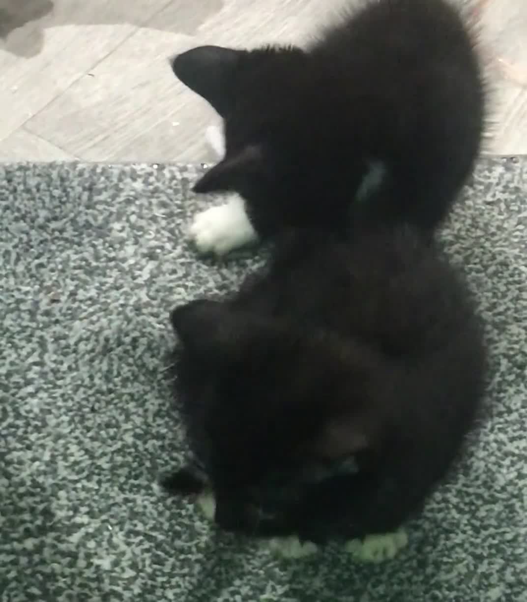 Mixed Breed cats for sale: 2 playful kittens looking for a loving home - Video 4