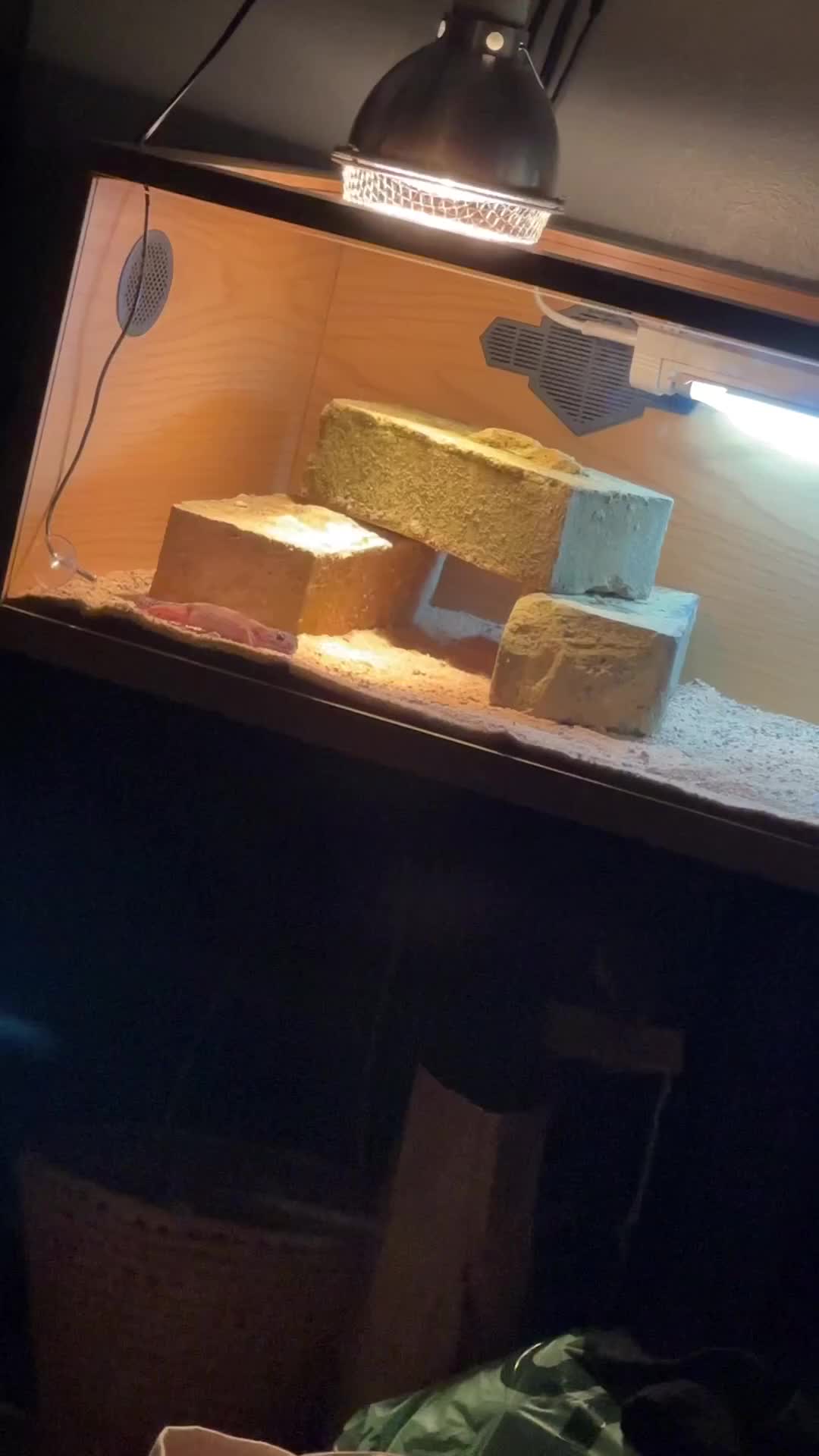 Leopard Gecko reptiles for sale: Baby leopard gecko for sale - Video 1