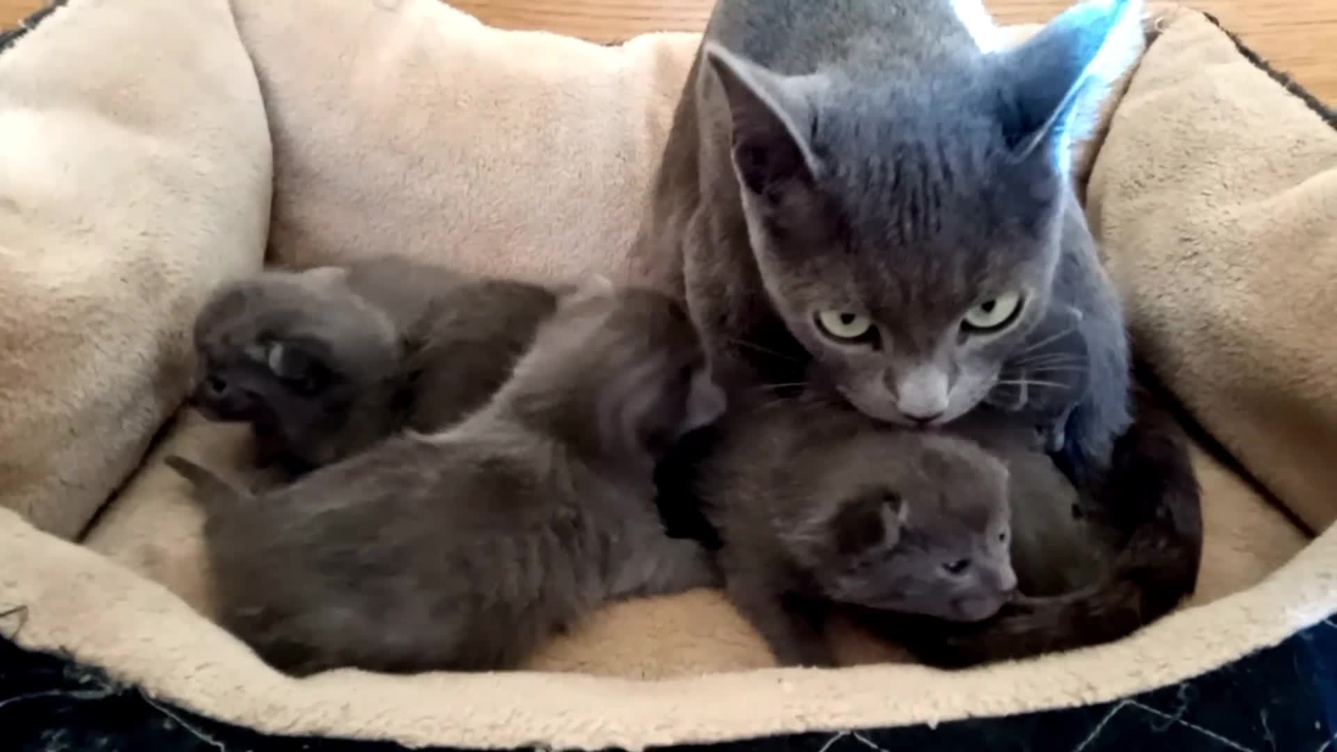 Russian Blue cats for sale: Pure Russian Blue kittens 2 Girls 1 boy left - Video 2