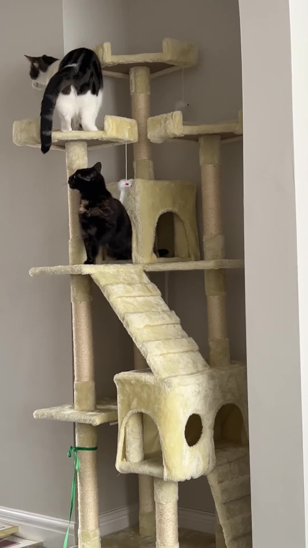 Domestic Shorthair cats for sale: Two beautiful cats looking for a new loving home. - Video 5