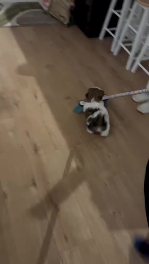 Shih Tzu dogs for stud: Frankie - Shih Tzu For Stud 💙 - Video 1
