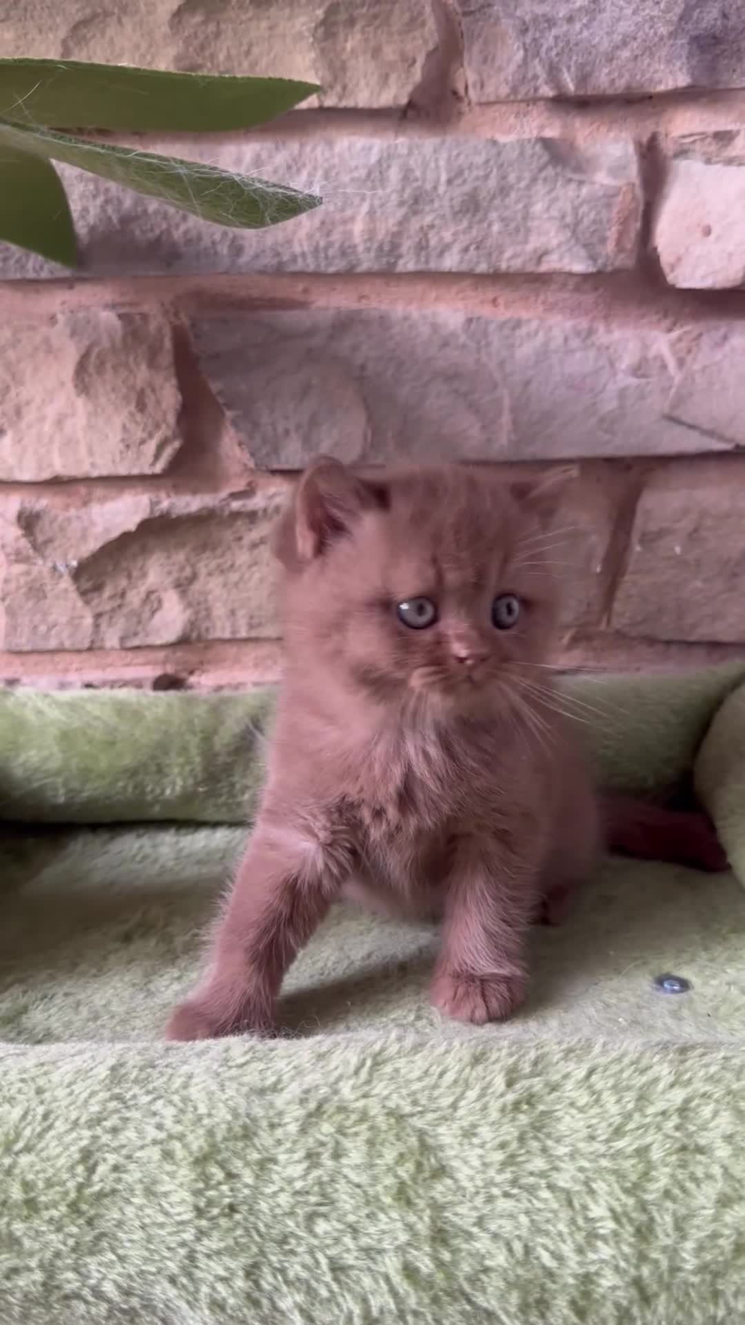 British Shorthair cats for sale: Stunning British shorthair kittens  - Video 1