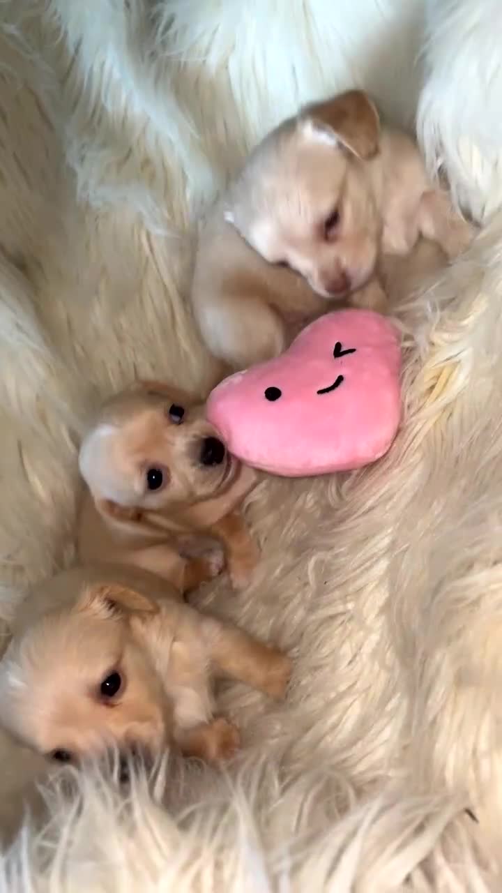 Chiweenie dogs for sale: Gorgeous Mini Dachshund X Puppies🐾 - Video 2