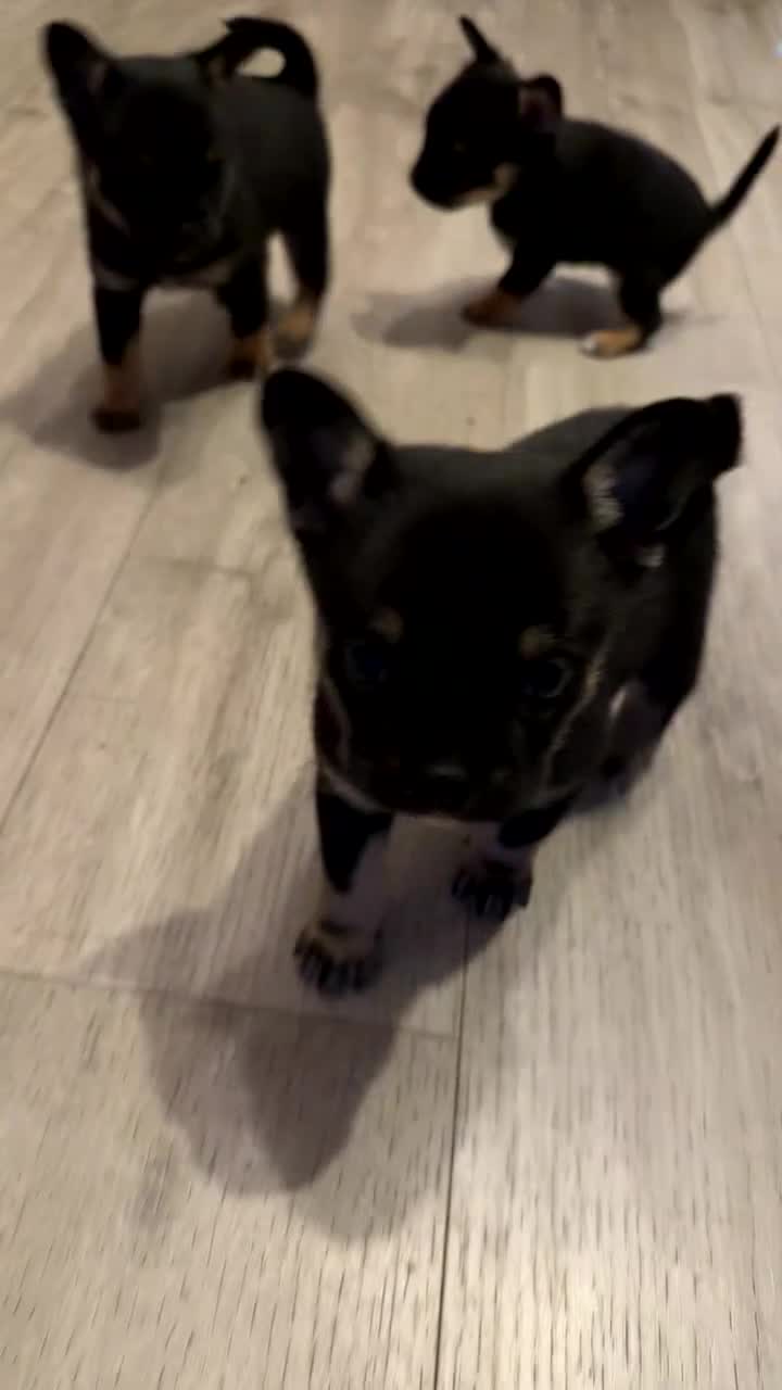 Mixed Breed dogs for sale: French Pom puppies  - Video 1