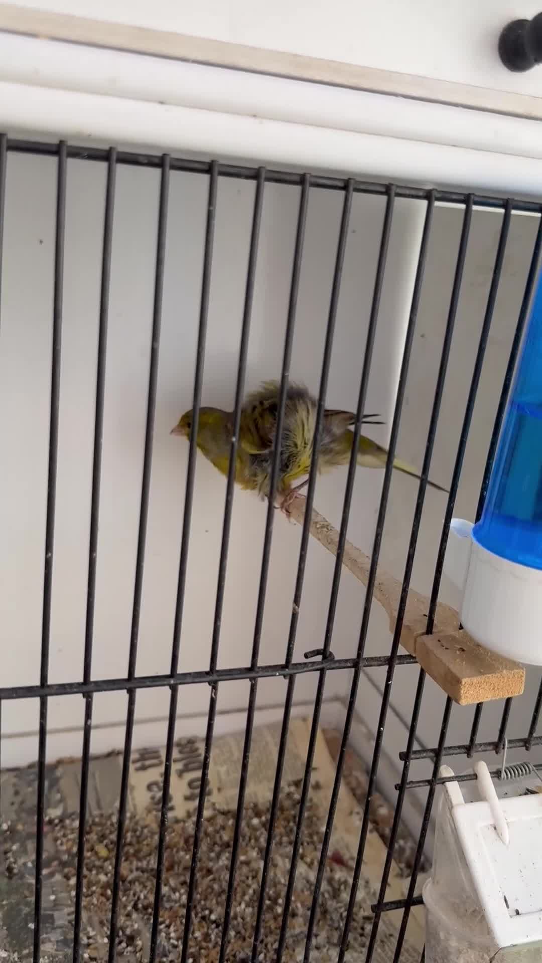 Canaries birds for sale: North Dutch frill canary  - Video 1