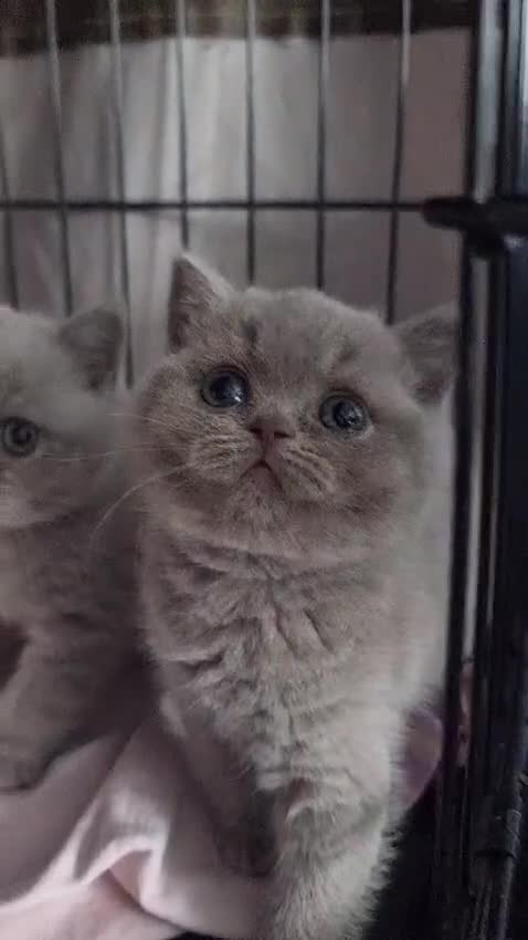 British Shorthair cats for sale: Lilac & Blue BSH Kittens Healthy GCCF Pedigree  - Video 5