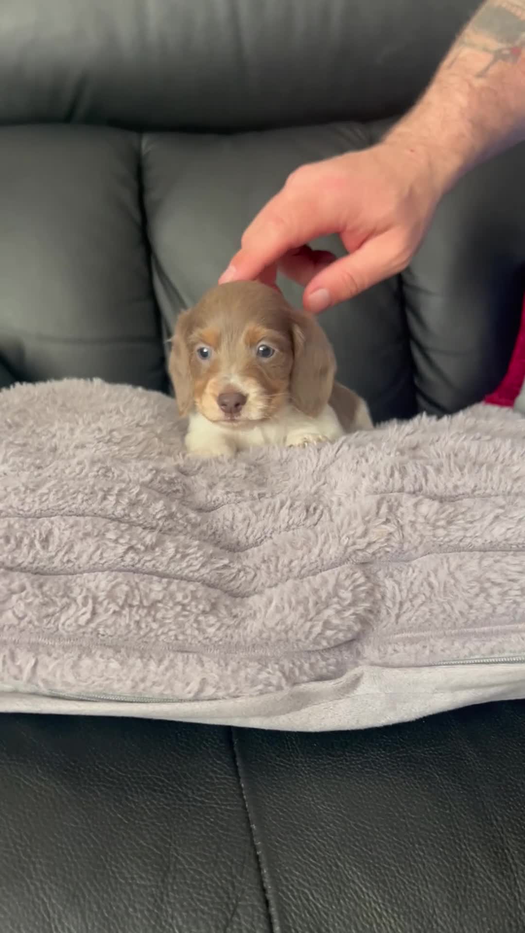Dachshund dogs for sale: 3 kc Miniature daschunds Puppys  - Video 2