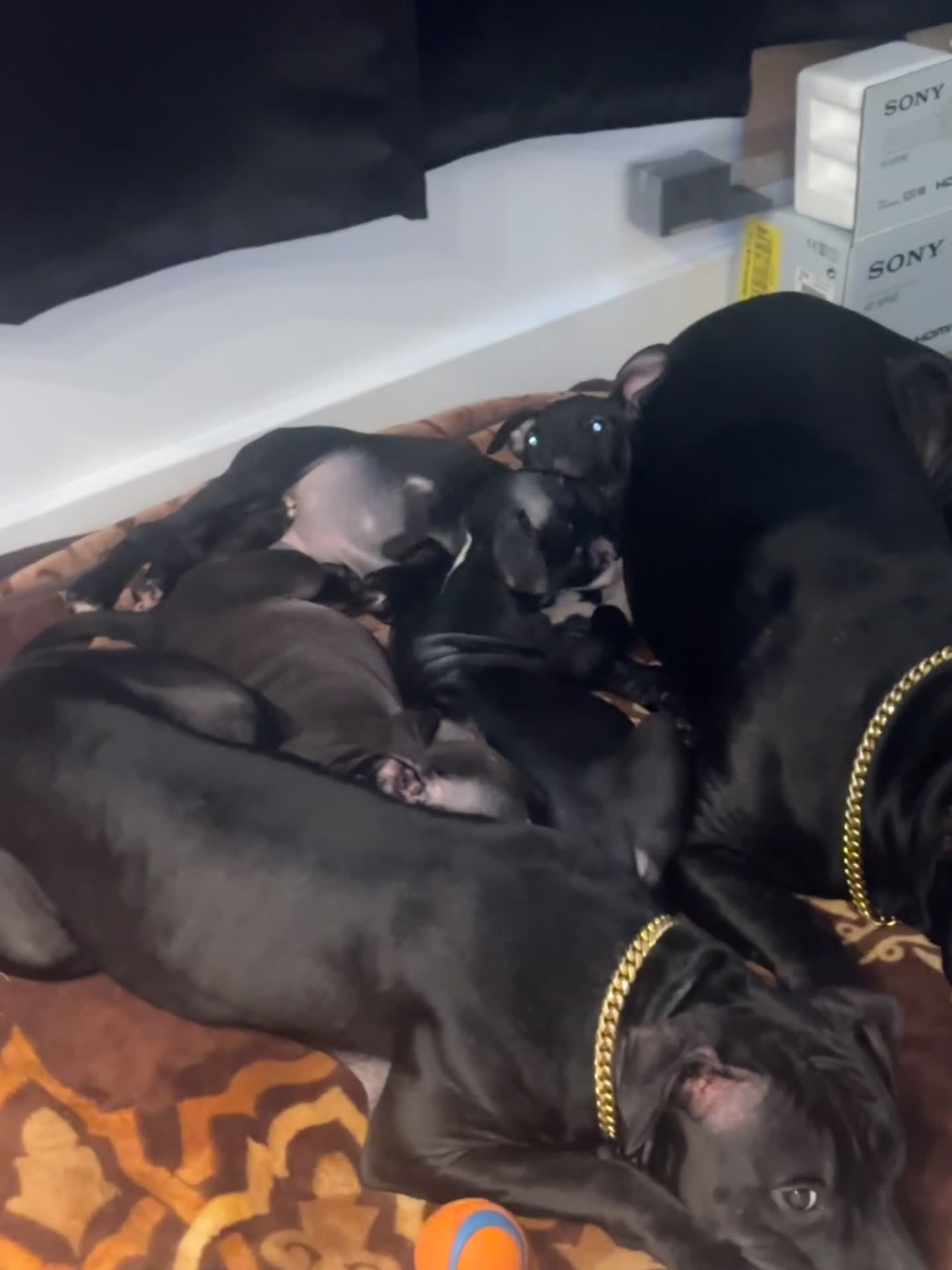 Staffordshire Bull Terrier dogs for sale: Luna’s beautiful litter for sale  - Video 2
