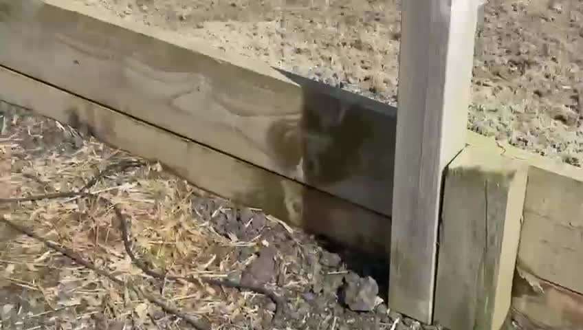 English Warmblood horses for sale: Striking dressage school mistress - Video 1