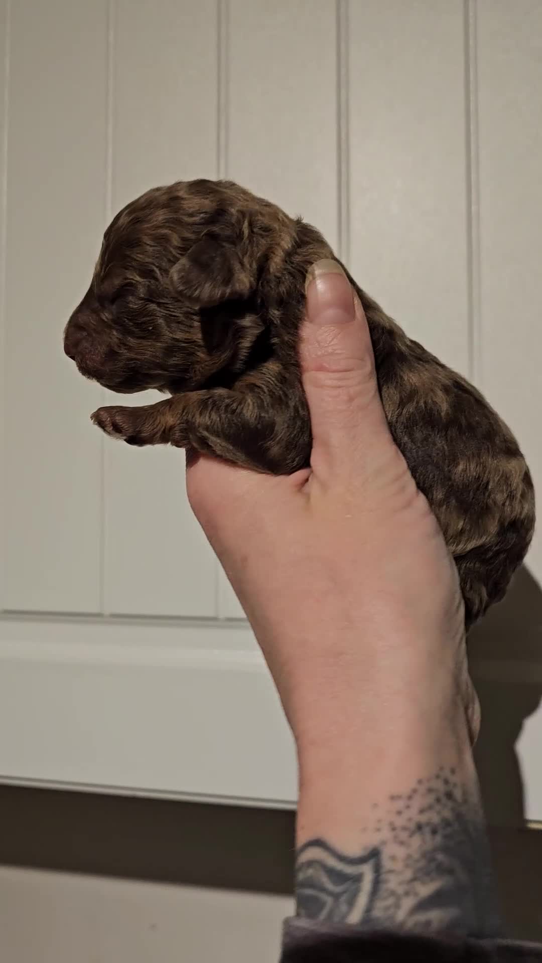 Cavapoo dogs for sale: Stunning Quality F1b Cavapoos - Video 4