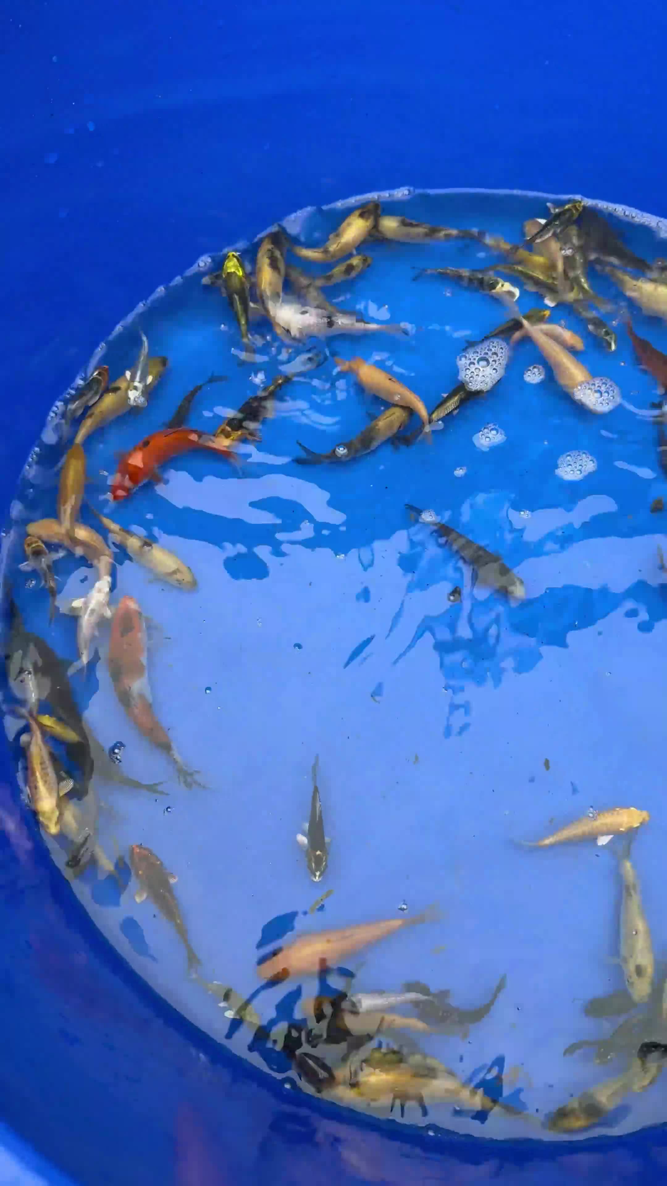 Koi Carp fish for sale: Koi carp - Video 2