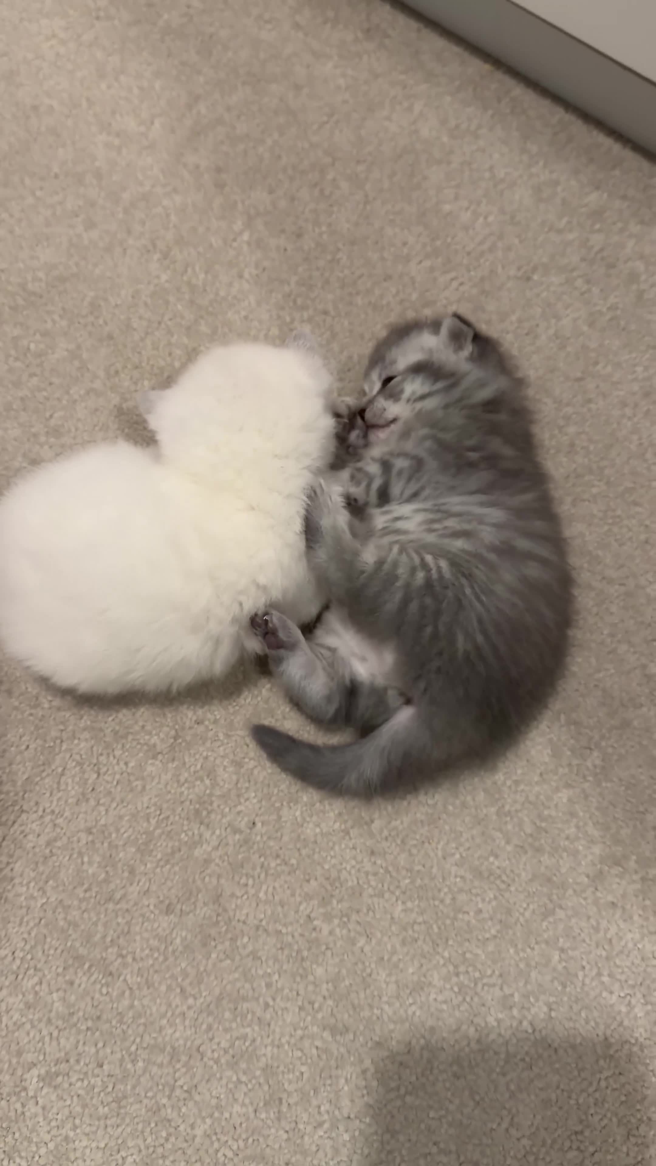 British Shorthair cats for sale: British Shorthair vs Scottish Fold  - Video 1