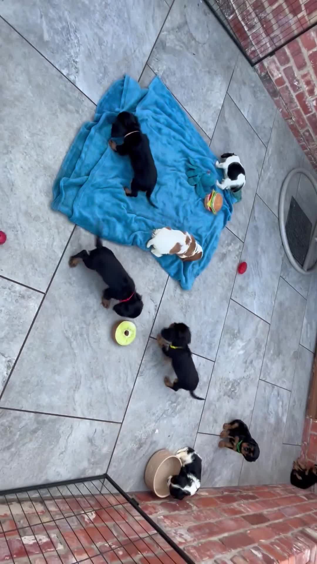 Cavalier King Charles Spaniel dogs for sale: Cavalier King Charles puppies - Video 3