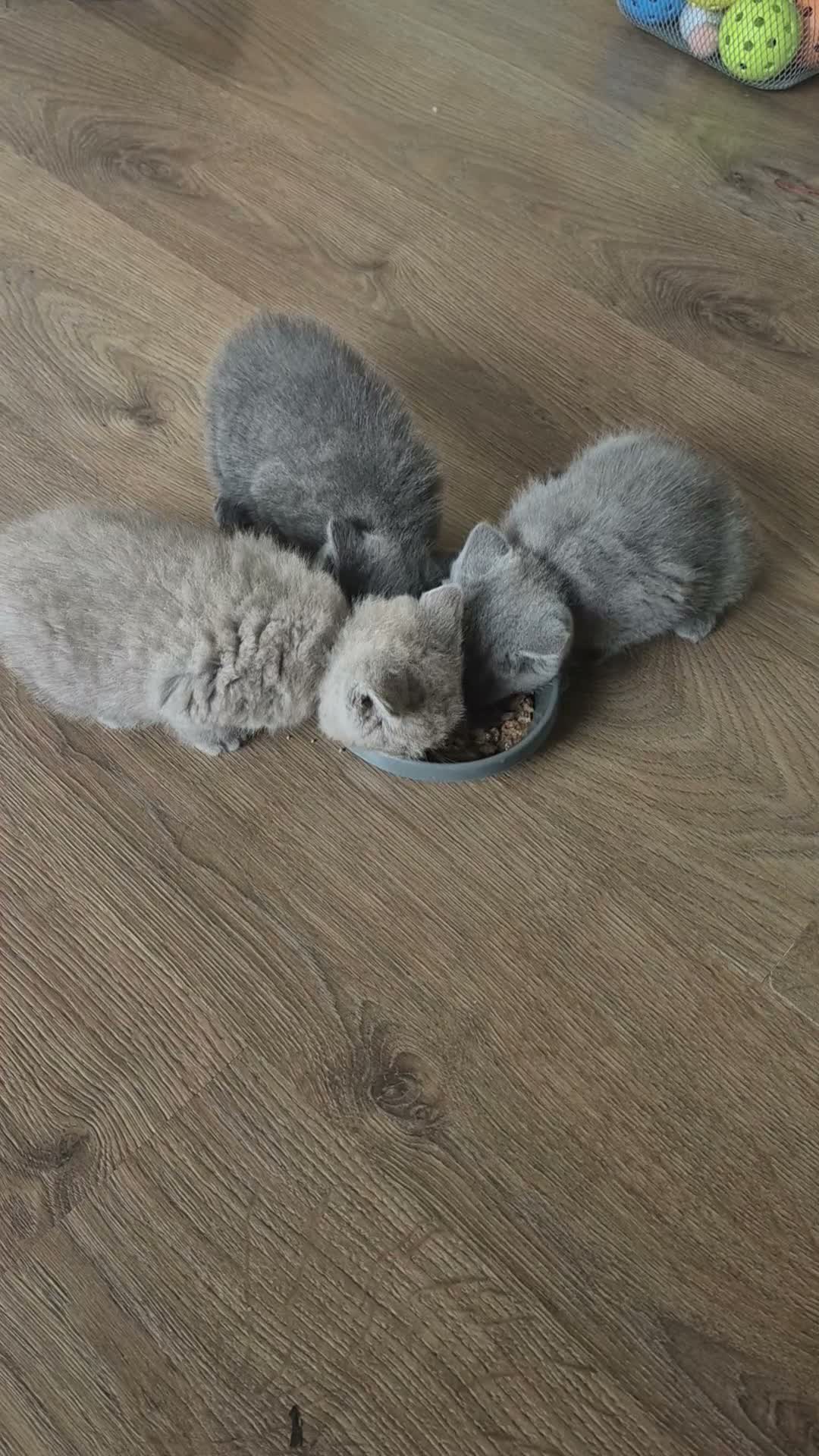 Scottish Fold cats for sale: 🐾 Beautiful Scottish Fold Kittens – £500 Each 🐾 - Video 1