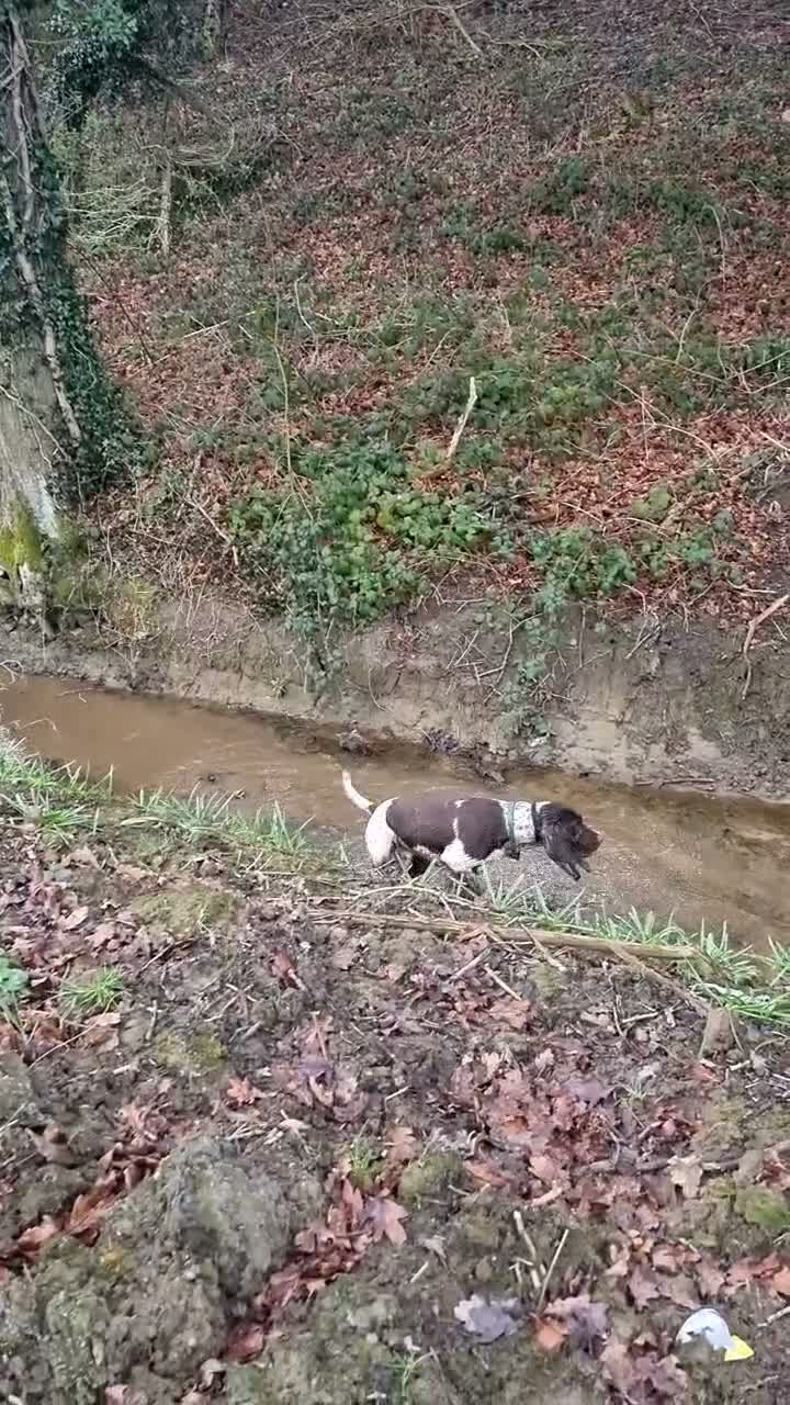 English Springer Spaniel dogs for stud: Springer for stud - Video 2