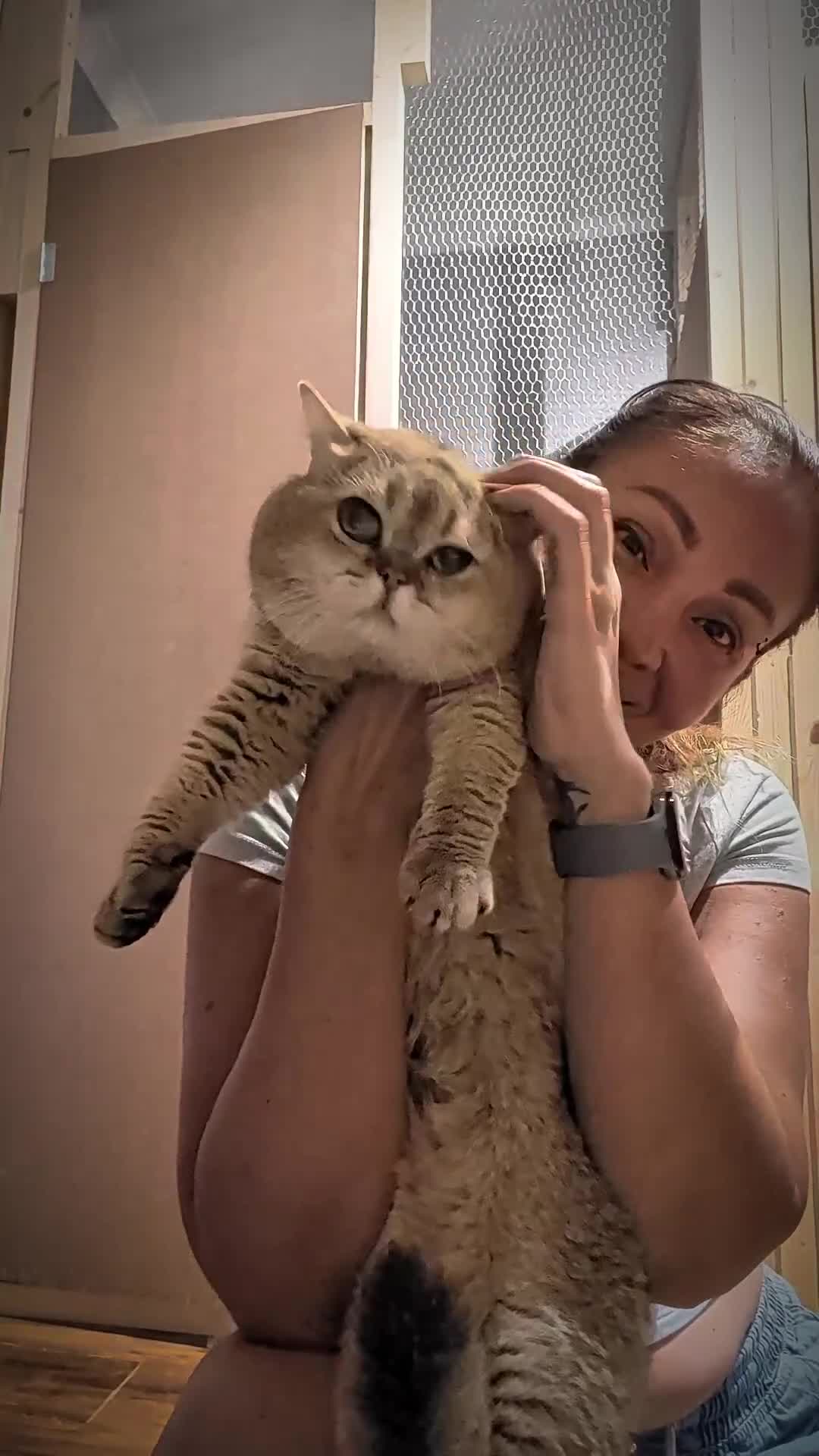 British Shorthair cats for stud: NY12⚜️GOLDEN BSH 🏆 TICA and GCCF reg 🩸 blood B - Video 1