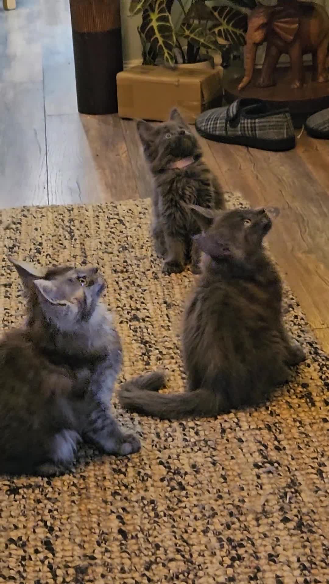 Maine Coon cats for sale: **REDUCED** PEDIGREE GCCF MAINE COON LAST ONE  - Video 4