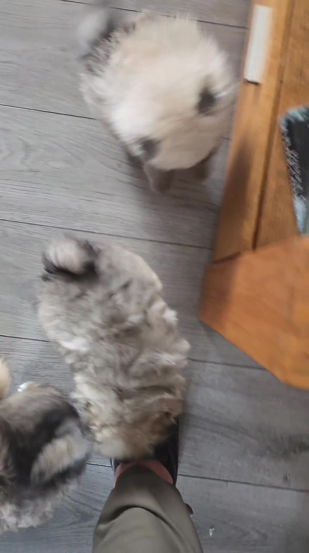 Pomeranian dogs for sale: Pomeranian puppies for sale 🐶🐾 - Video 1