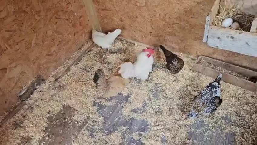 Chickens poultry for sale: 🐓 Serama Bantam Chickens & Roosters 🐓 - Video 2