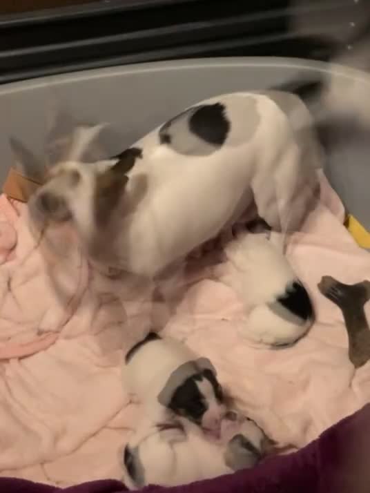 Jack Russell dogs for sale: Jack Russell Pups - Video 1