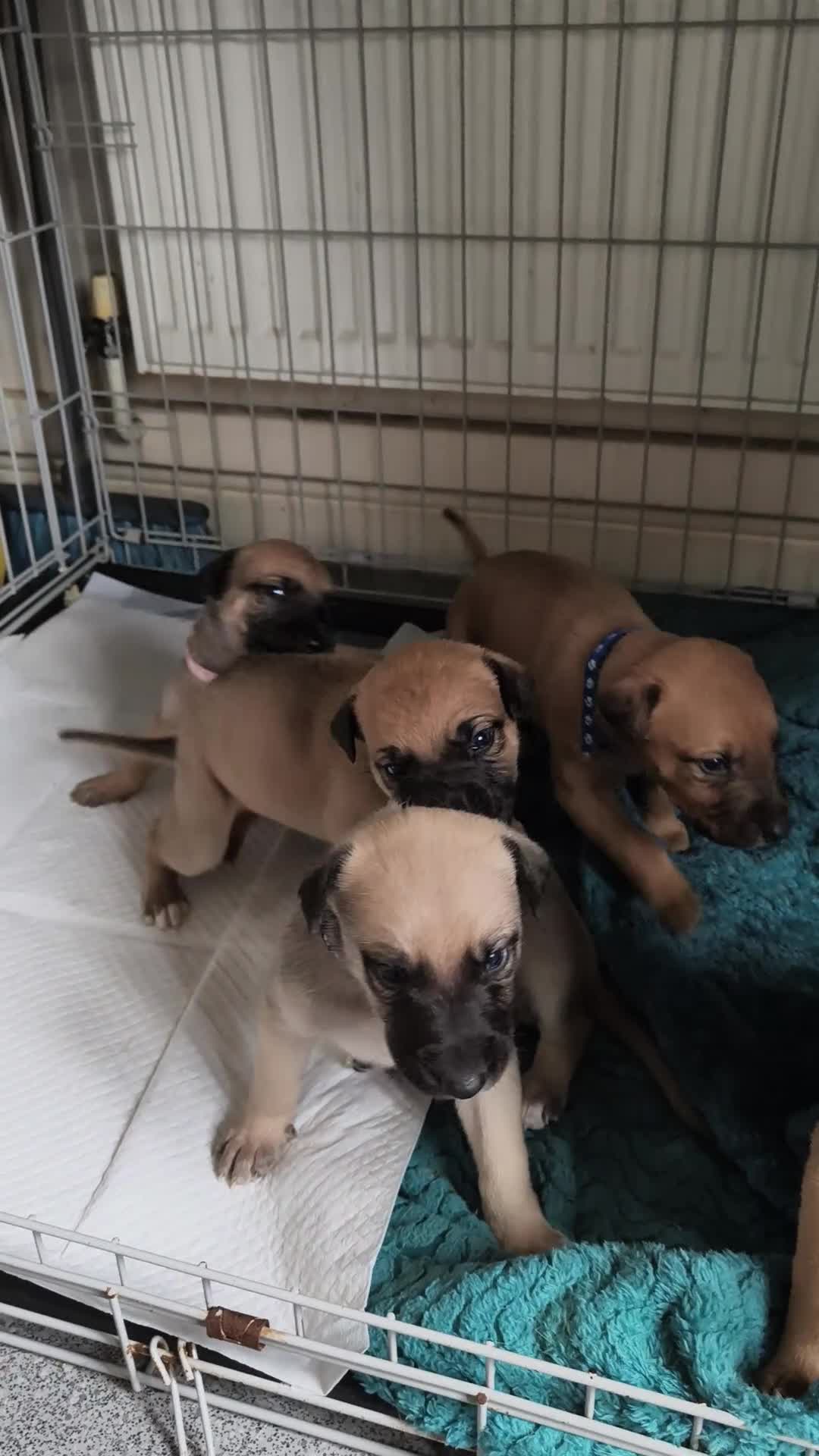 Lurcher dogs for sale: Lurcher pups in Burnley - Video 1