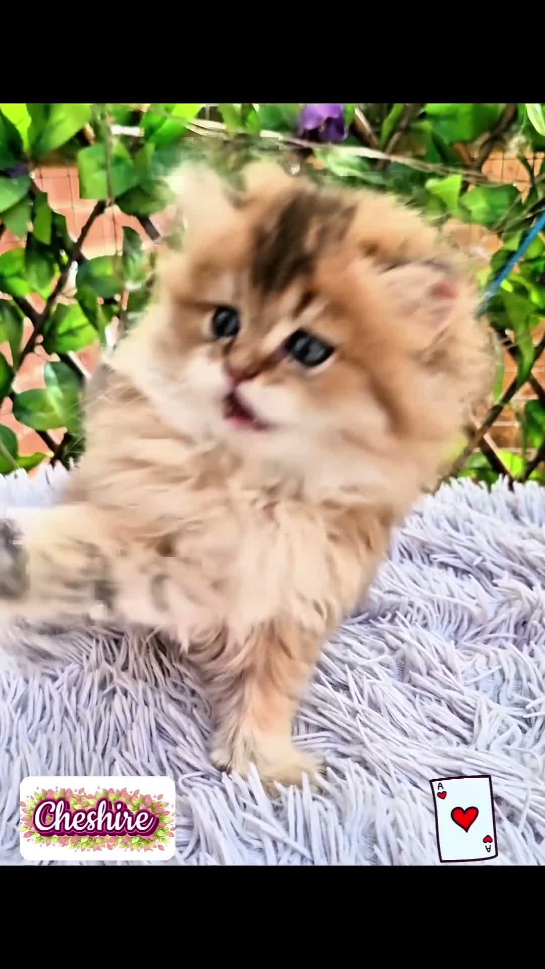 British Shorthair cats for sale: ✨️🧸 Stunning Babies 🧸✨️ - Video 2