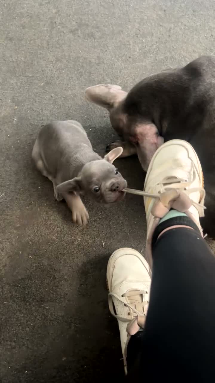 French Bulldog dogs for sale: 9 week old blue French bulldog  in Gravesend - Video 1