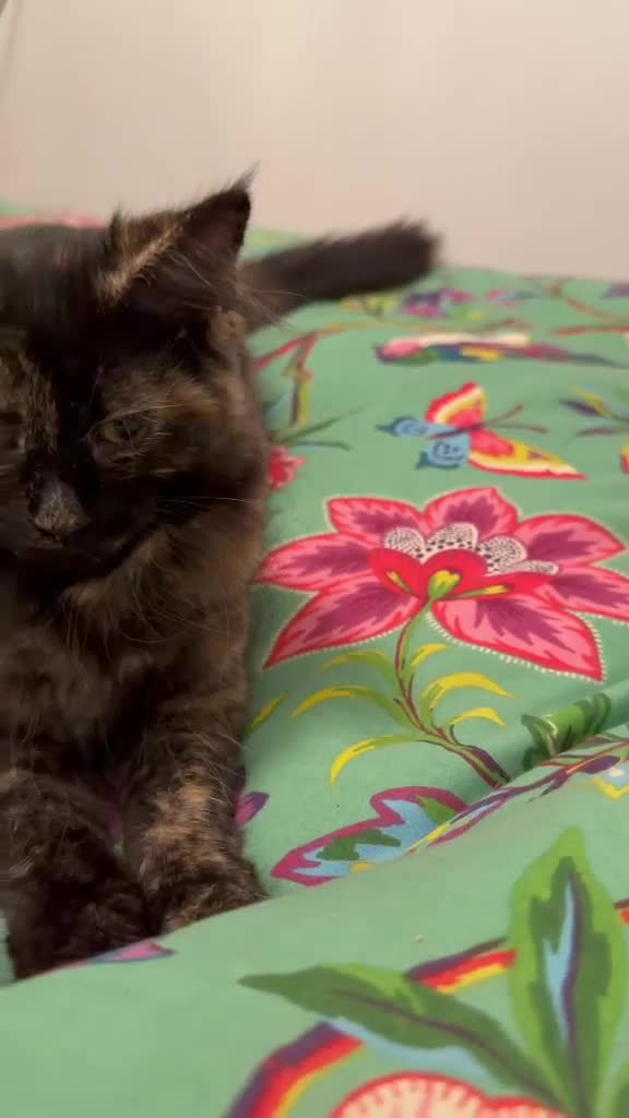 Mixed Breed cats for sale: Friendly Fluffy Tortoiseshell Girl - Video 1