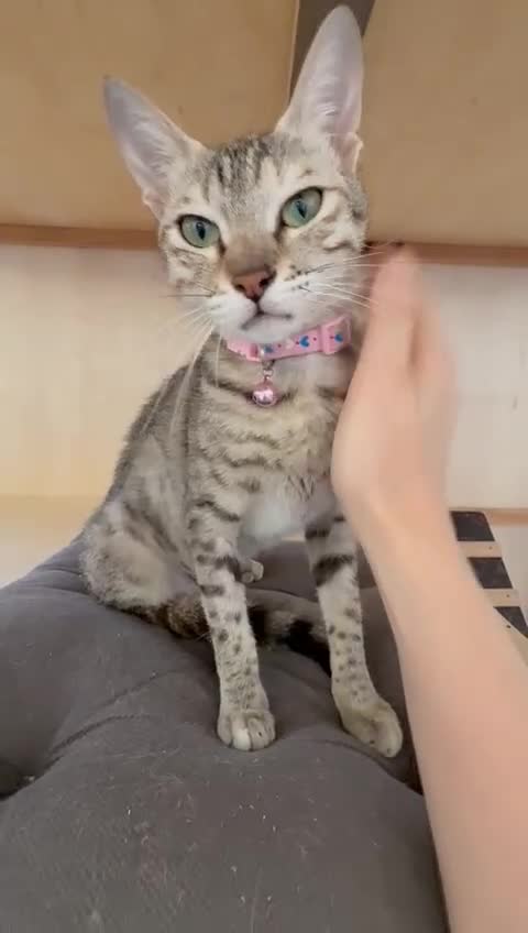 Mixed Breed cats for adoption: STORMY - INTELLIGENT-FUN-AFFECTIONATE LAPCAT GIRL  - Video 1