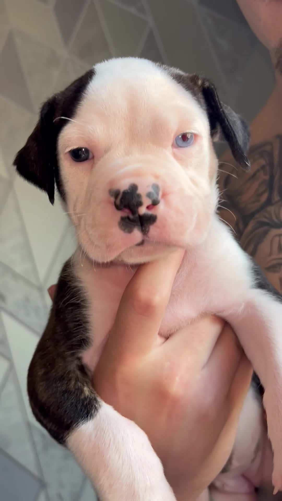 Alapaha Blue Blood Bulldog dogs for sale: Alapahabluebloodbulldog  in Gloucester - Video 2