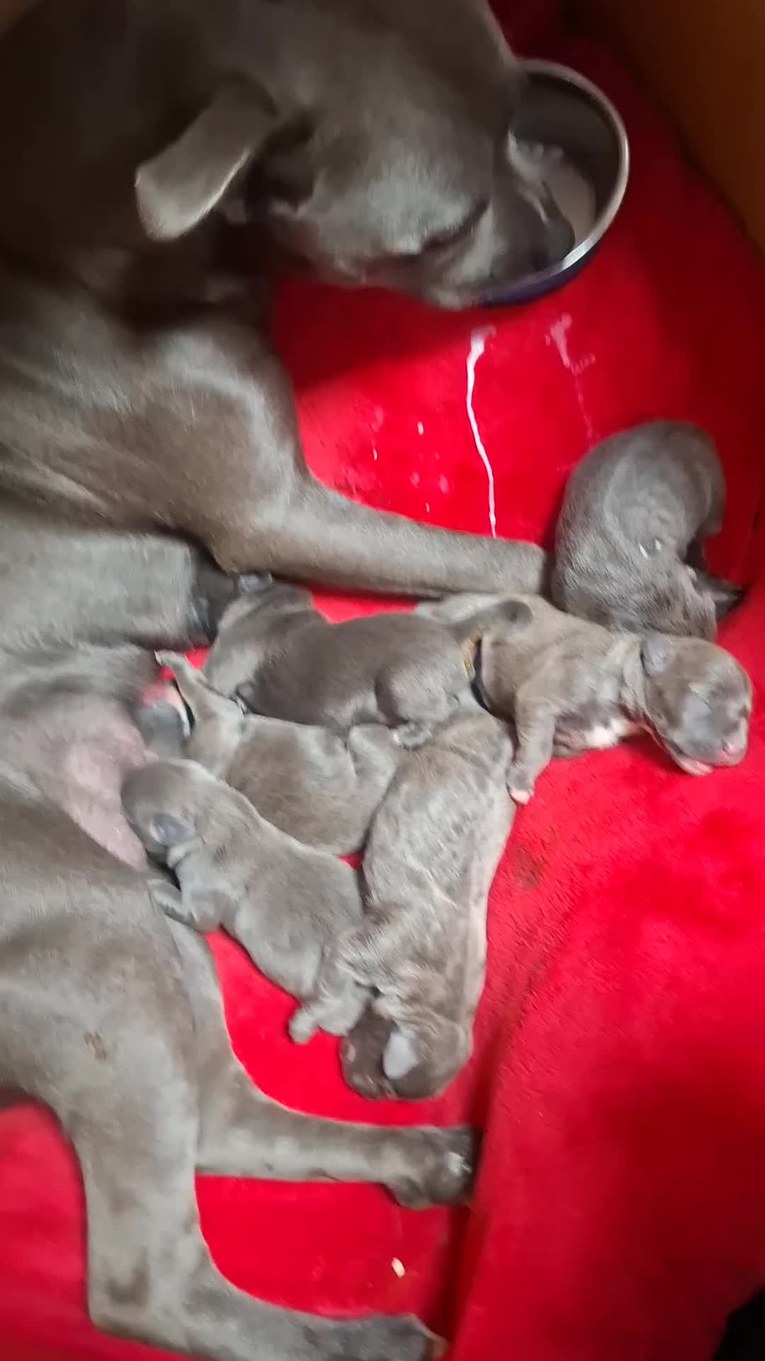 Staffordshire Bull Terrier dogs for sale: Blue & Blue Brindle Staffies in Preston - Video 1