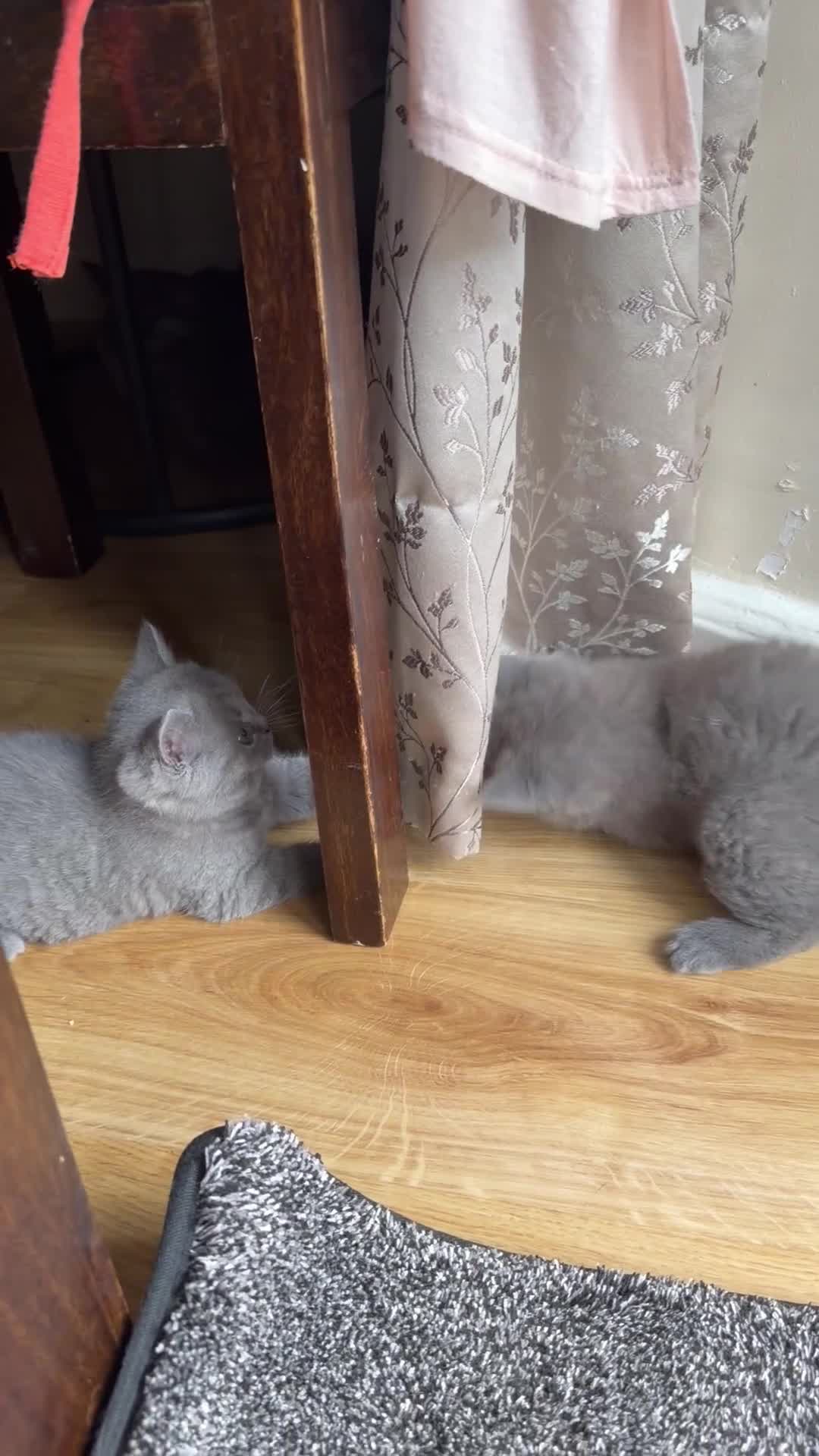 British Shorthair cats for sale:  Adorable kittenBlue British Shorthair  GCCF - Video 3