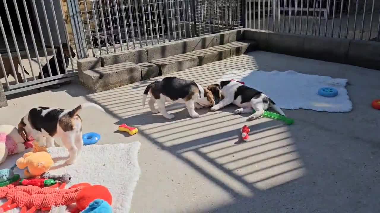 Beagle dogs for sale: Stunning KC Reg Beagle Pups - Ready Now - Video 1