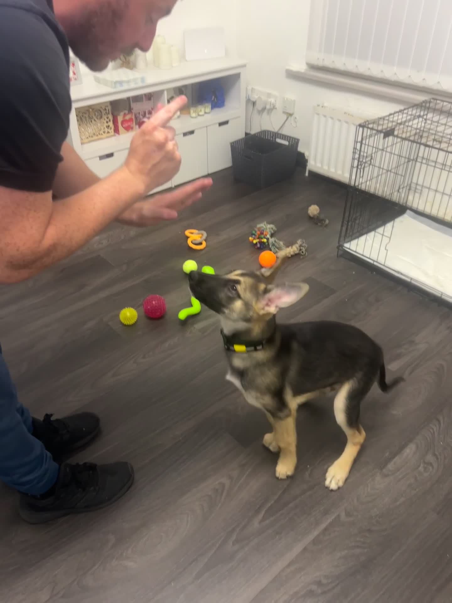 Shepsky dogs for sale: German shepherd cross  - Video 2