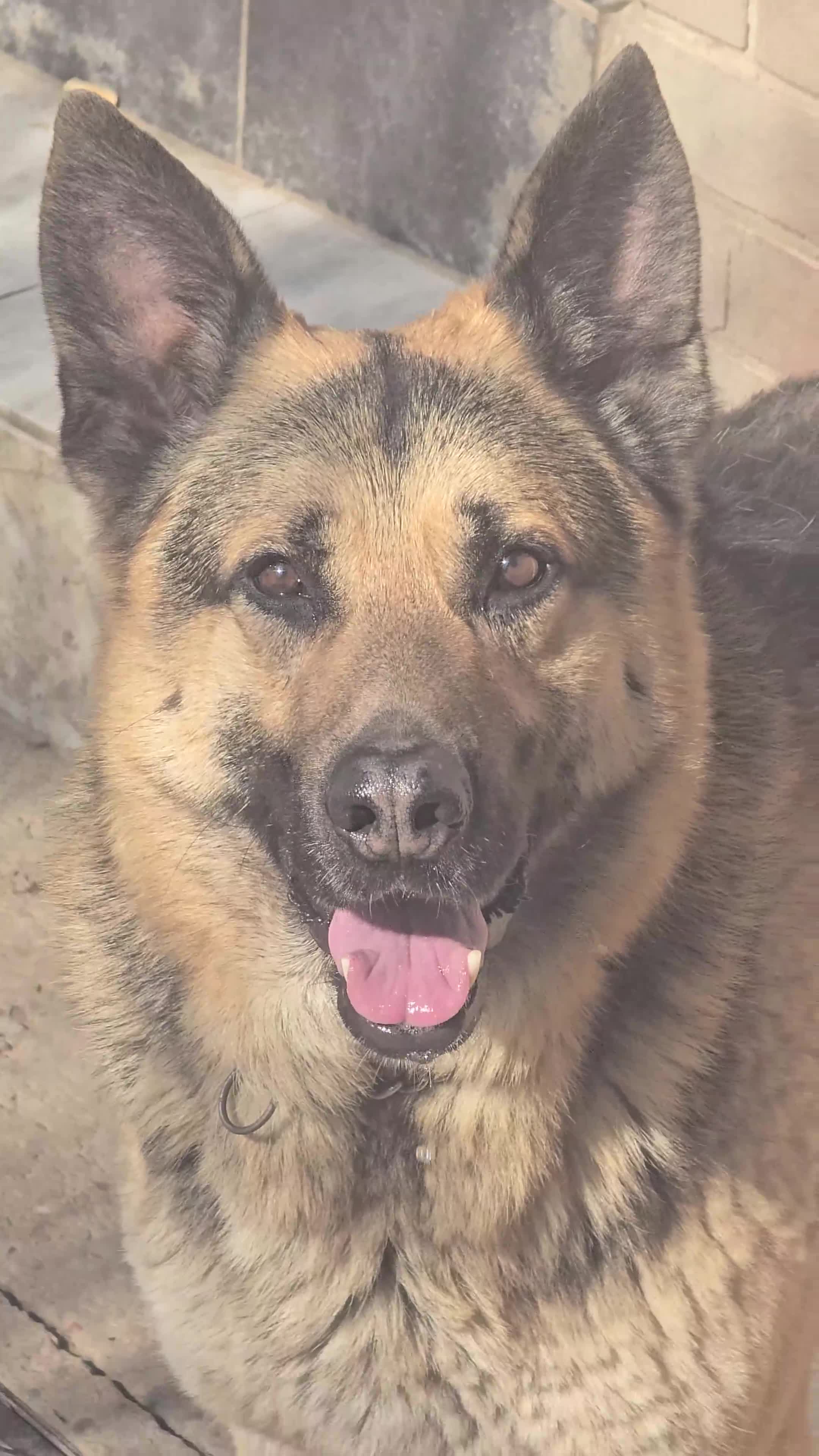 German Shepherd dogs for sale: King German Shepherd for Sale - Video 1