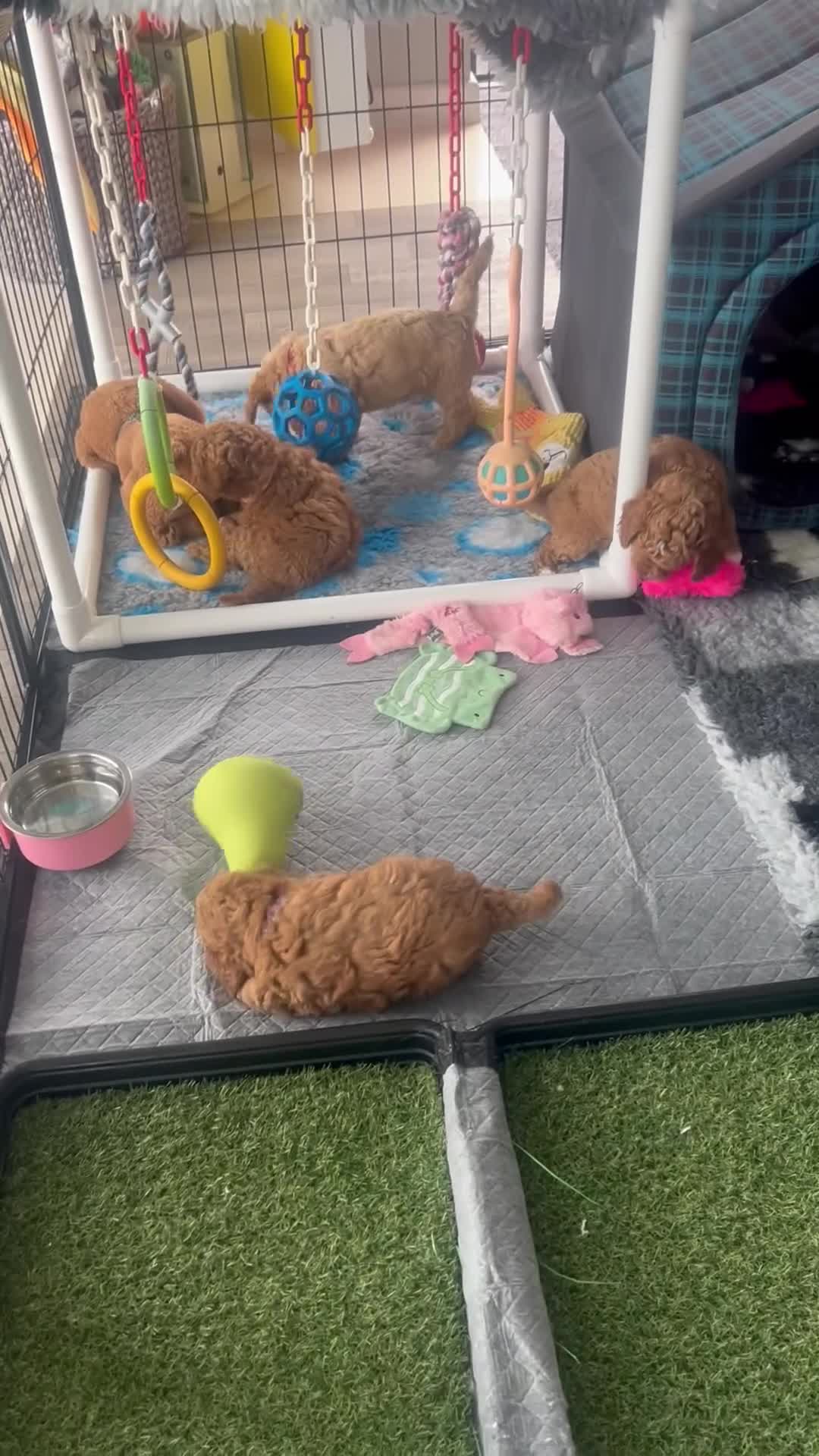 Sproodle dogs for sale: Sproodle pups F1bb fully vaccinated  1 left Girl  - Video 1