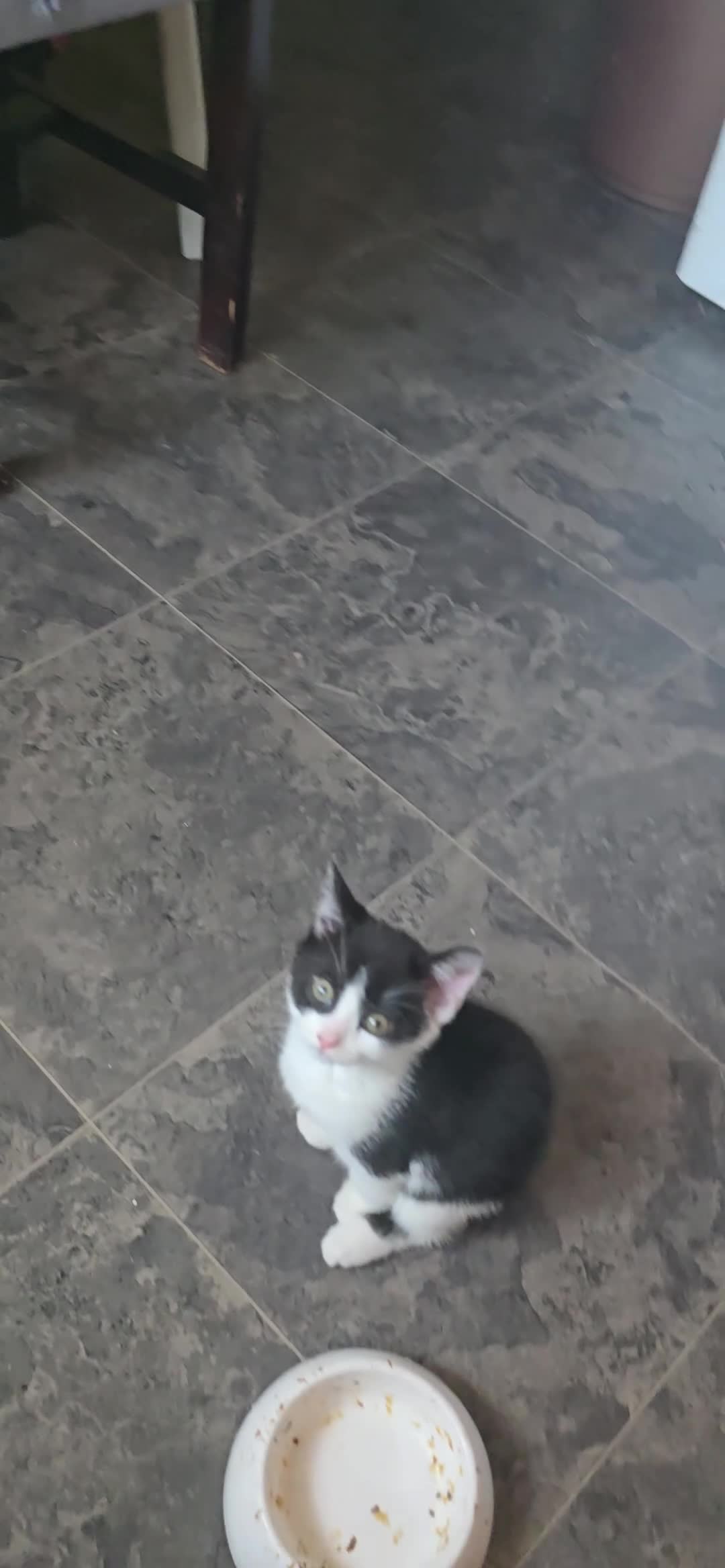 Mixed Breed cats for sale: 6 month old kittens  - Video 1
