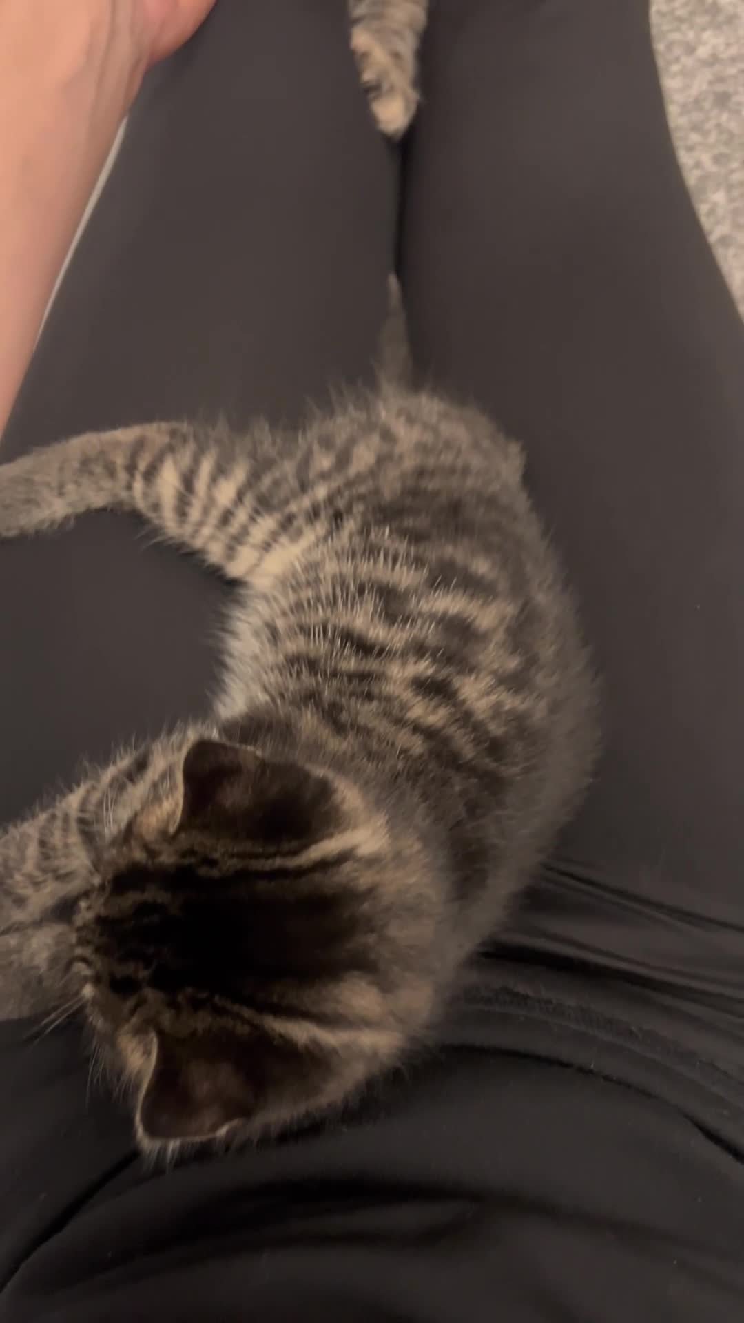 Scottish Fold cats for sale: Adorable Scottish Fold Cross Kittens - Video 2