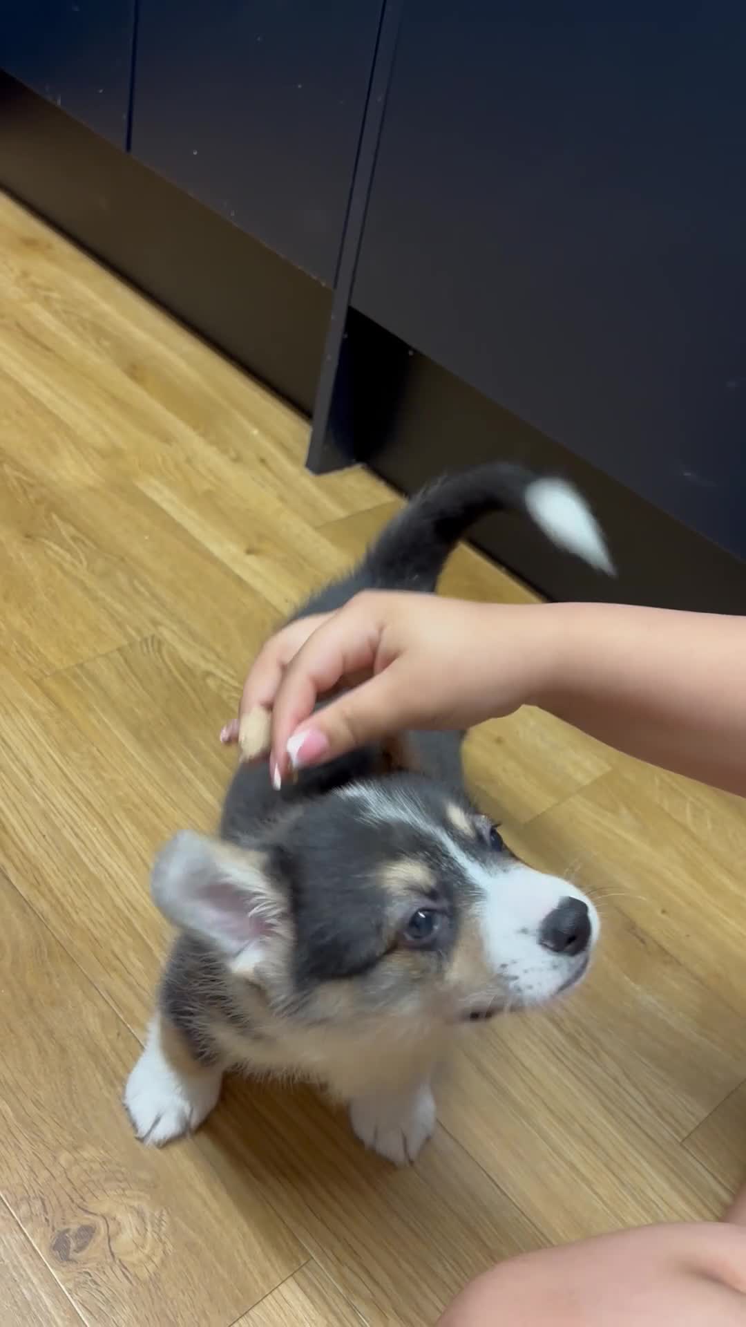 Welsh Corgi Pembroke dogs for sale: Stunning KC registered Welsh Pembroke corgis  - Video 2