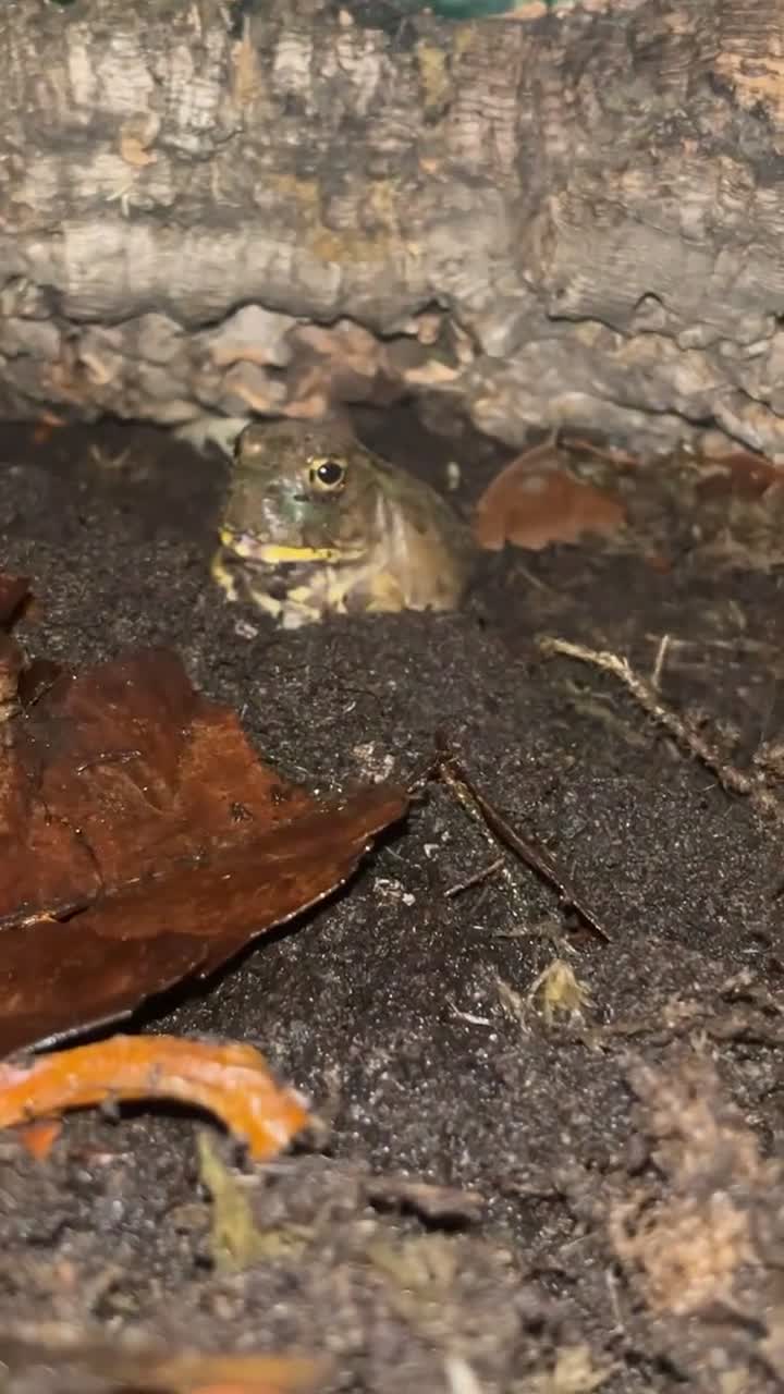 Frog reptiles for sale: 2 chaco horned frogs with full setup - Video 1