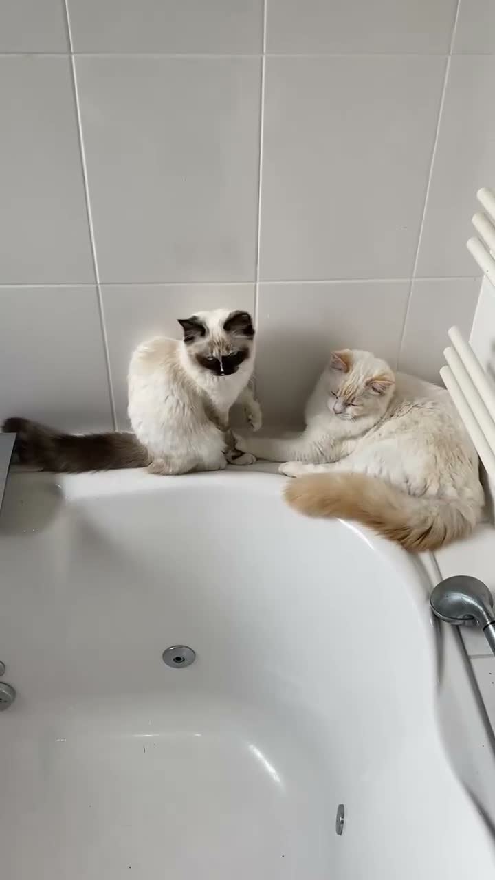 Ragdoll cats for sale: Super rare cute cuddly confident ragdoll kittens in Bexhill-on-Sea - Video 1