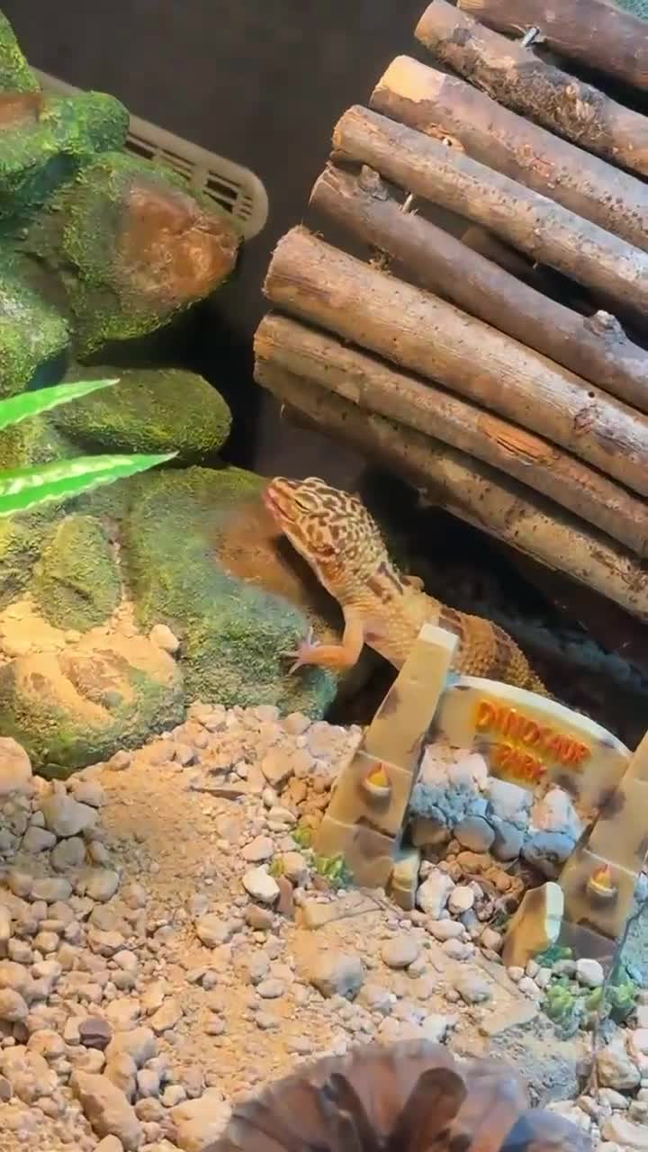 Gecko reptiles for sale: Leopard gecko godzilla morph - Video 1