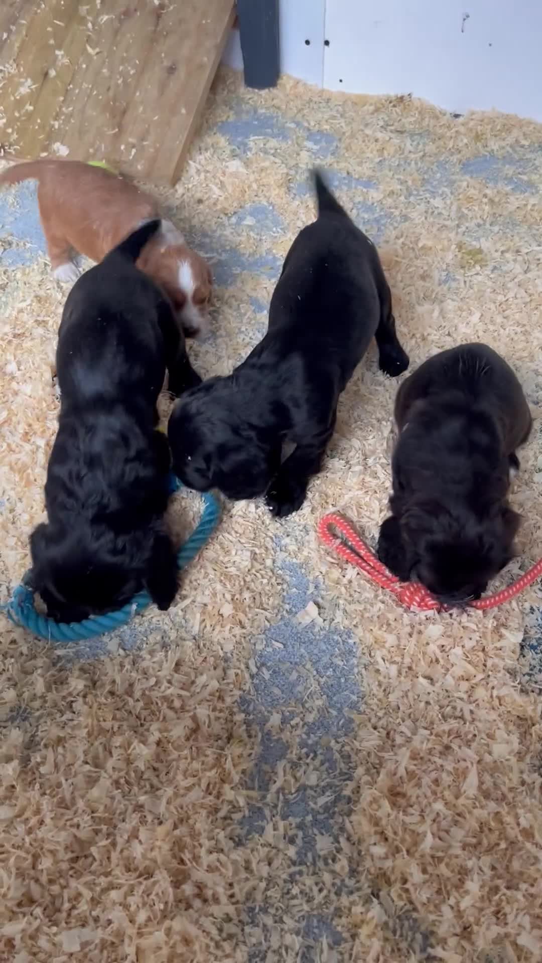 Cocker Spaniel dogs for sale: Stunning Health Tested WCS Pups - Video 4