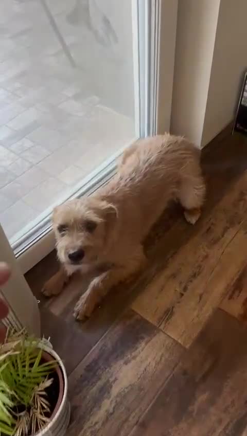 Mixed Breed dogs for adoption: Sweet Sunny Needs LOVE - Video 1