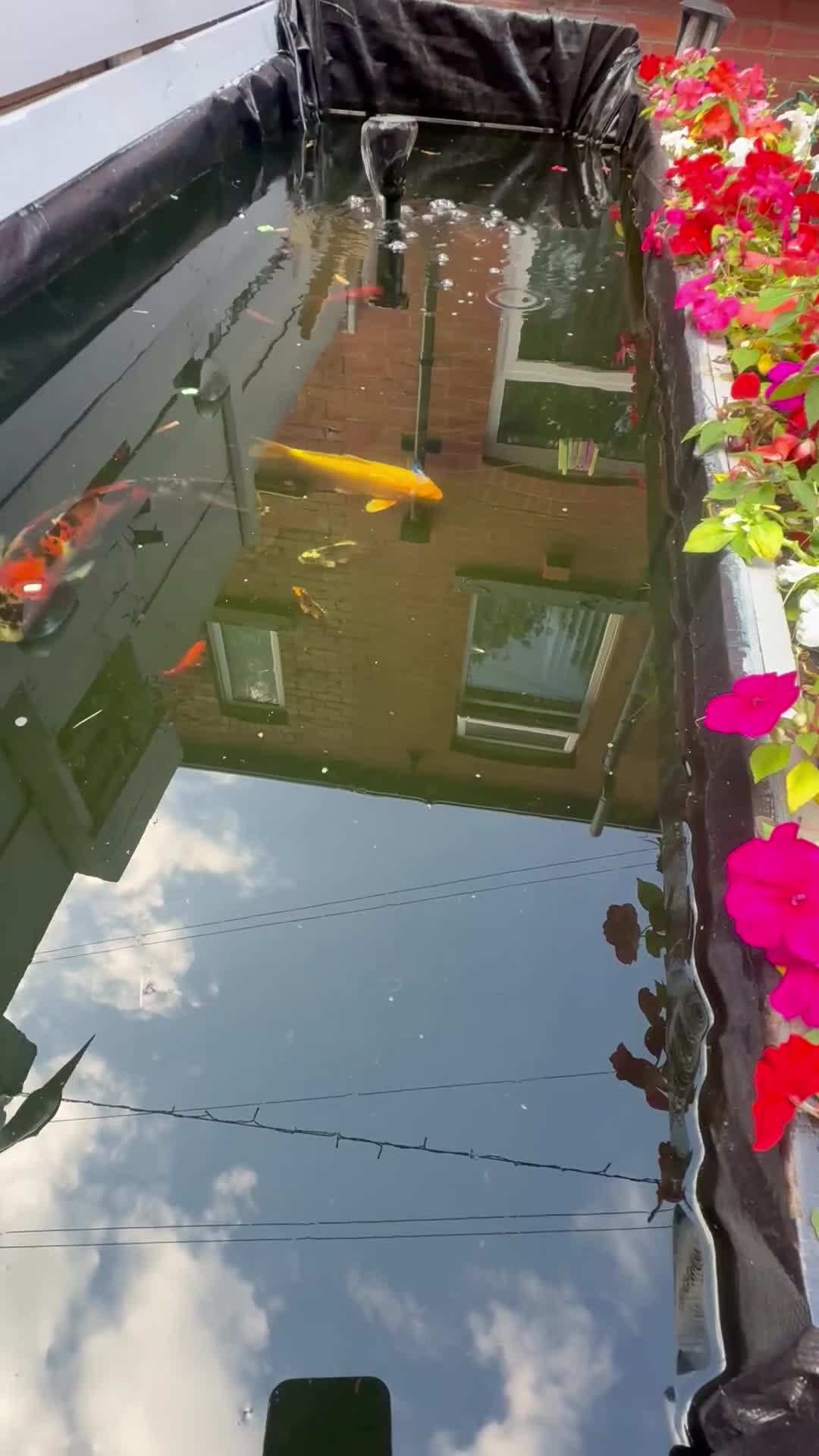 Koi Carp fish for sale: Koi carp  - Video 1