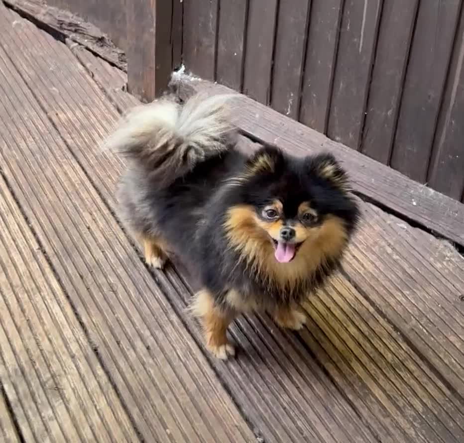 Pomeranian dogs for sale: Black and Tan Pomeranian female  - Video 1