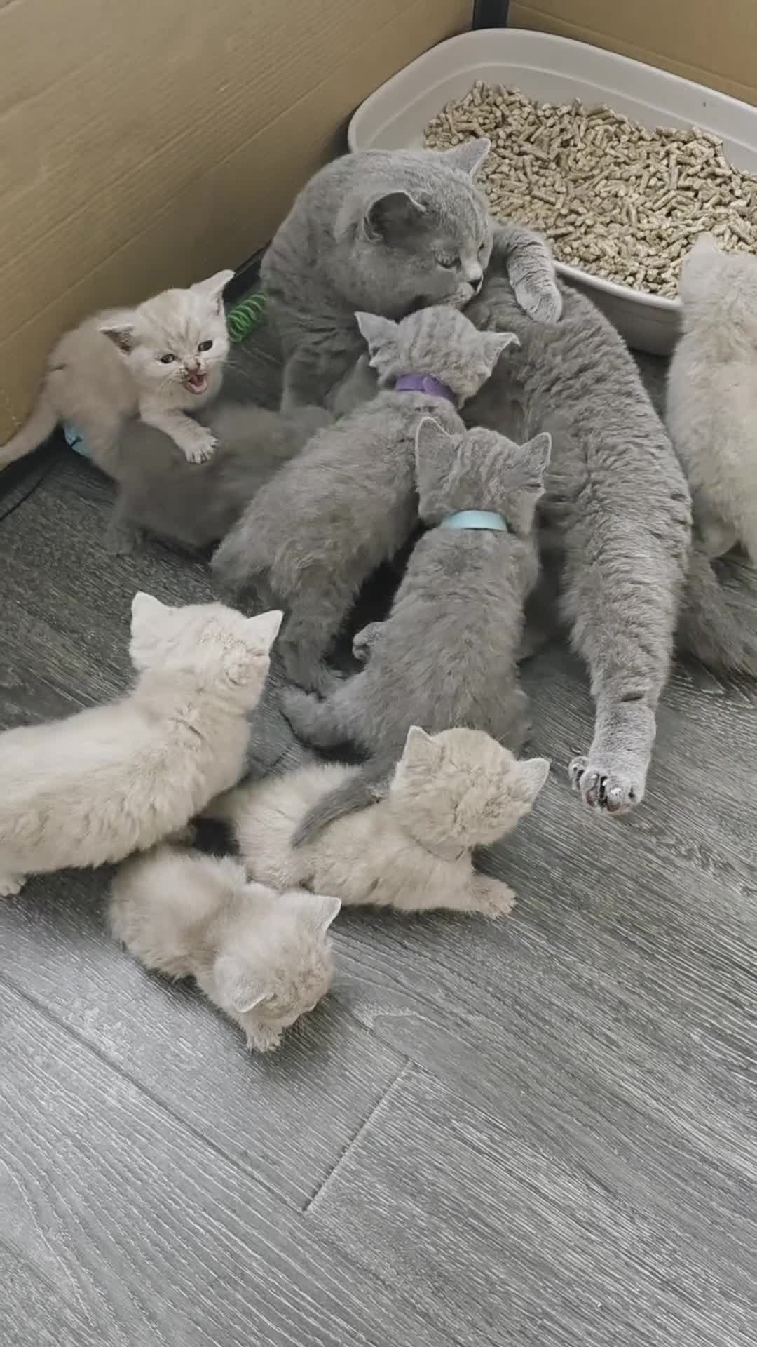 British Shorthair cats for sale: Beautiful British shorthair kittens - Video 1