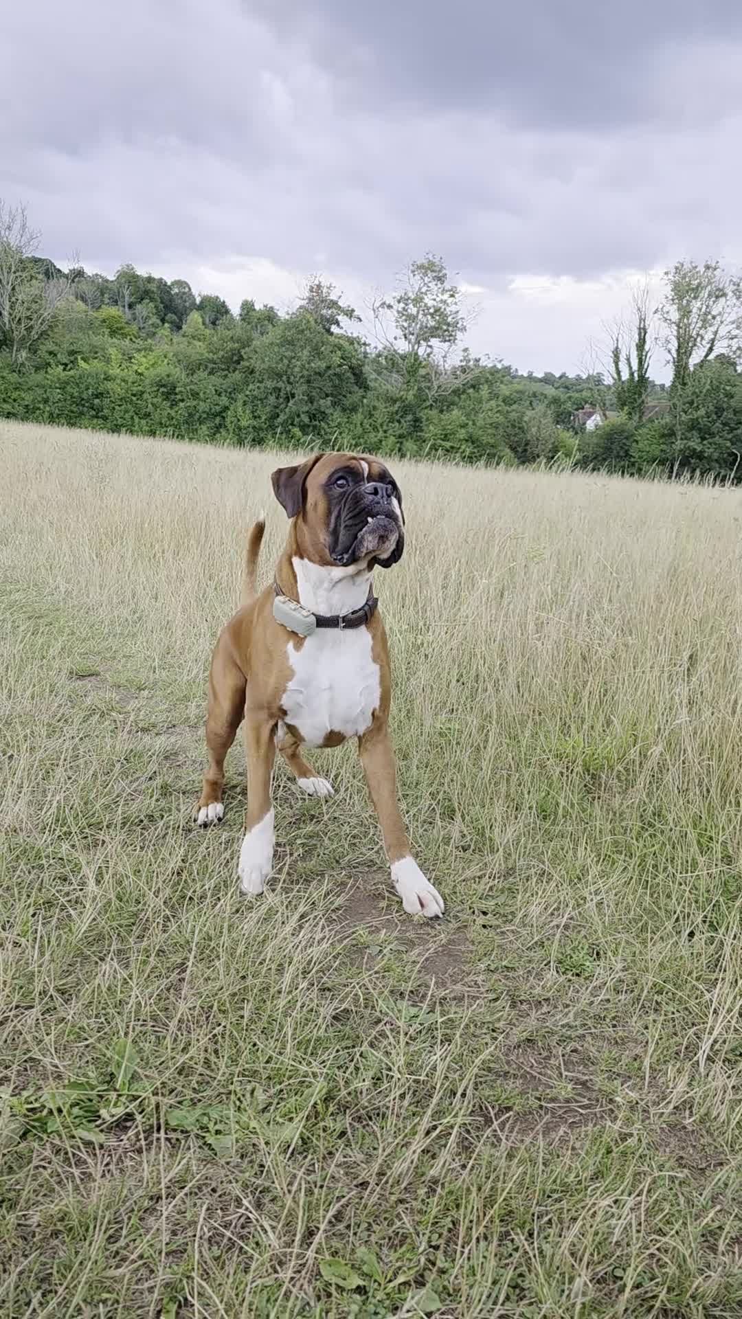 Boxer dogs for stud: First time stud, Bruce in Coulsdon - Video 4
